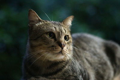 Close-up portrait of a cat