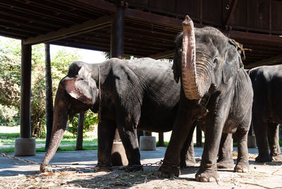 Elephants standing at zoo