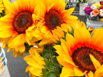 Close-up of sunflower