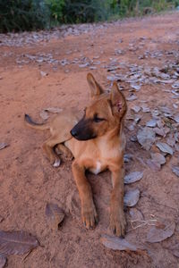 Dog on field