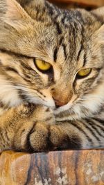 Close-up portrait of a cat