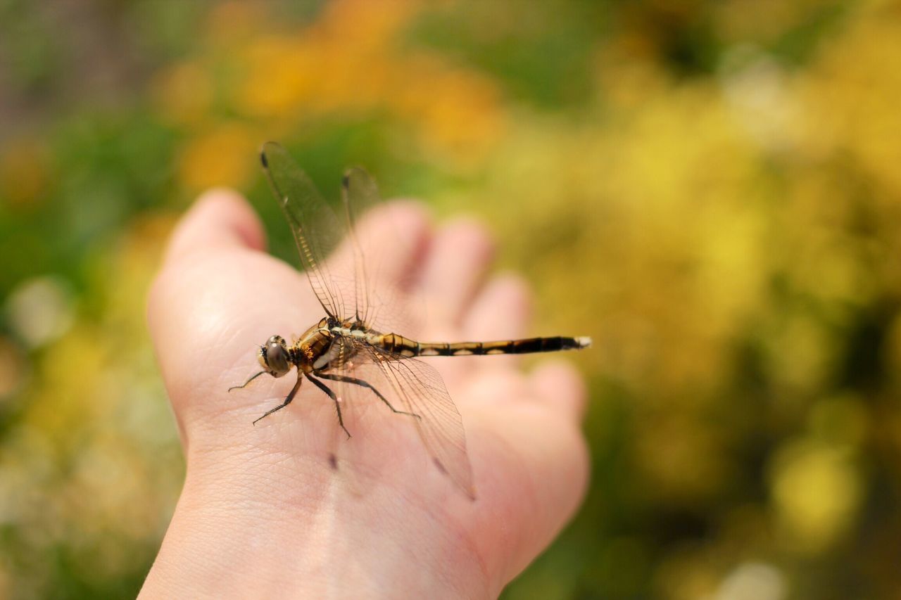 insect, animal themes, one animal, person, animals in the wild, wildlife, focus on foreground, close-up, holding, human finger, part of, unrecognizable person, cropped, personal perspective, arthropod, animal antenna, spider