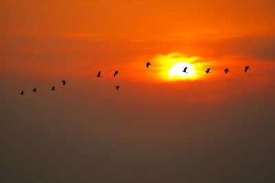 Silhouette birds flying in sky during sunset