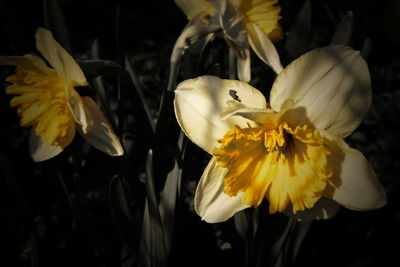Close-up of yellow daffodil flowers against black background
