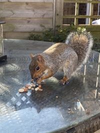 High angle view of squirrel eating food