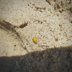 High angle view of insect on sand