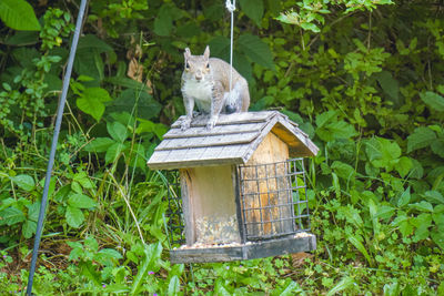 View of an animal on land