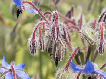 Close-up of purple flowering plant