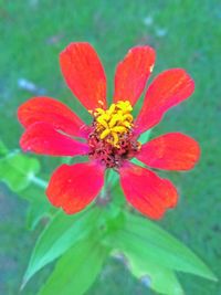 Close-up of red flower blooming outdoors