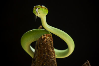 Close-up of leaf against black background