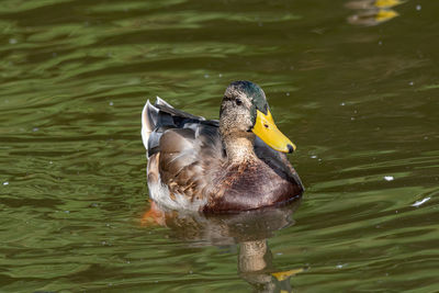 Duck swimming in lake