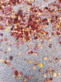 High angle view of maple leaves on pebbles