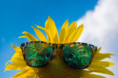 Close-up of yellow flower against blue sky