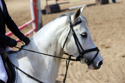 Close-up of a horse