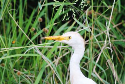 Close-up of bird on grass