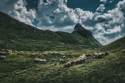 Herd of sheep grazing on field against sky