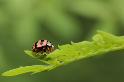 Macro of ladybug on leaf