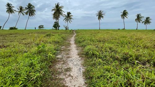 Scenic view of agricultural field