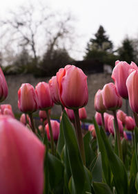 Close-up of pink tulips