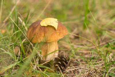 Close-up of mushroom growing on field