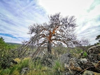 Low angle view of pine tree against sky