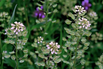 Close-up of purple flowers blooming outdoors