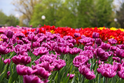 Close-up of purple tulips in park