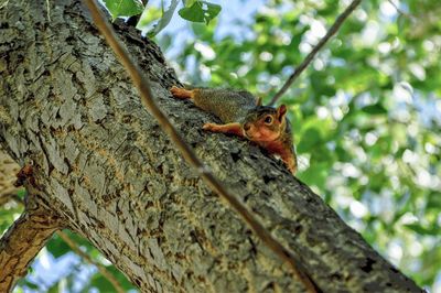 Low angle view of squirrel on tree