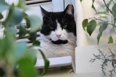 Close-up portrait of cat on plant