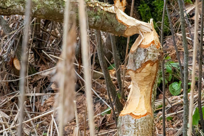 Close-up of tree trunk in forest