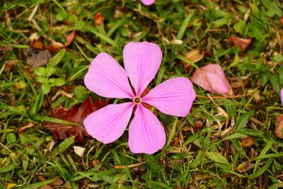 Close-up of purple flower blooming in park