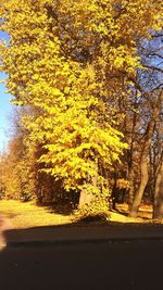 Yellow tree by road during autumn