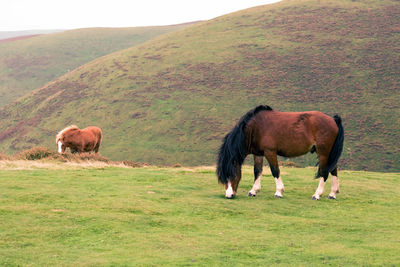 Cows grazing on field