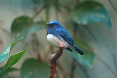 Close-up of bird perching on branch