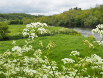 Close-up of flowers growing in field