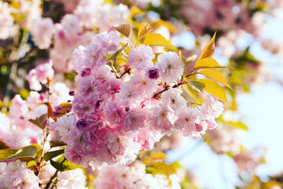 Close-up of pink cherry blossoms in spring