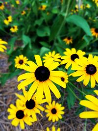 Close-up of yellow daisy flowers