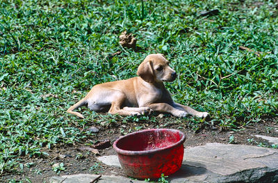 High angle view of dog on field