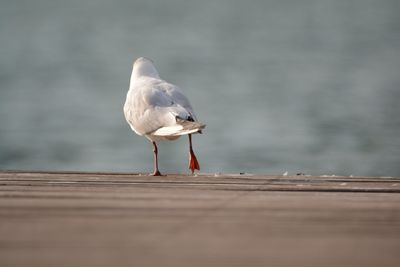 Close-up of seagull perching on wood against sea