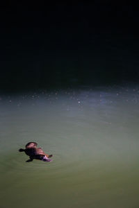 High angle view of duck swimming in lake