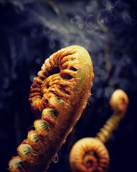 Close-up of fungus growing against black background