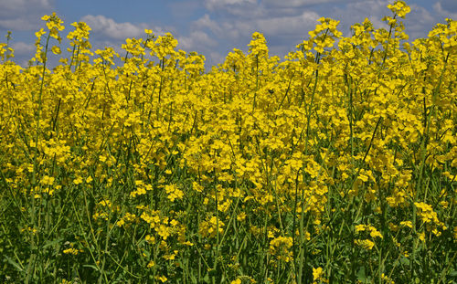 Close-up of yellow flowers in field