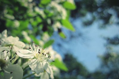 Close-up of white flowering plant