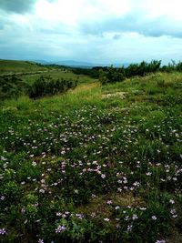 Scenic view of grassy field against sky