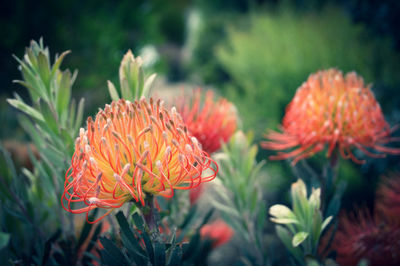 Close-up of orange flowering protea