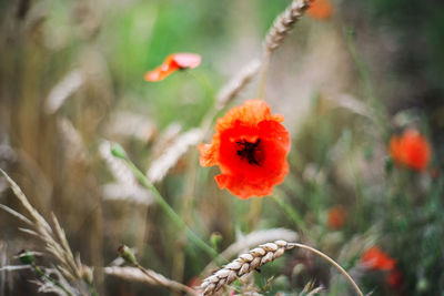 Close-up of orange poppy