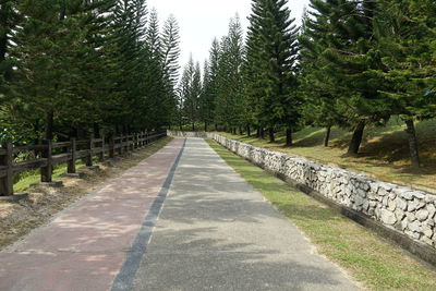 Footpath amidst trees in forest