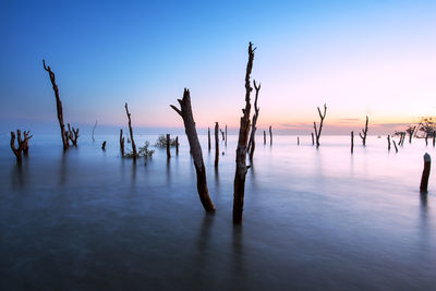 Silhouette trees in sea against sky during sunset