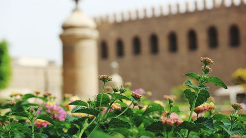 Flowering plant against historic building