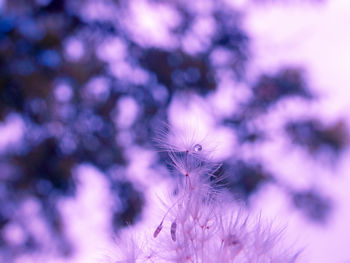 Close-up of butterfly on flower